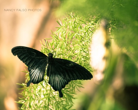 Butterfly Photo