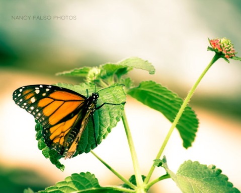 Butterfly Photo